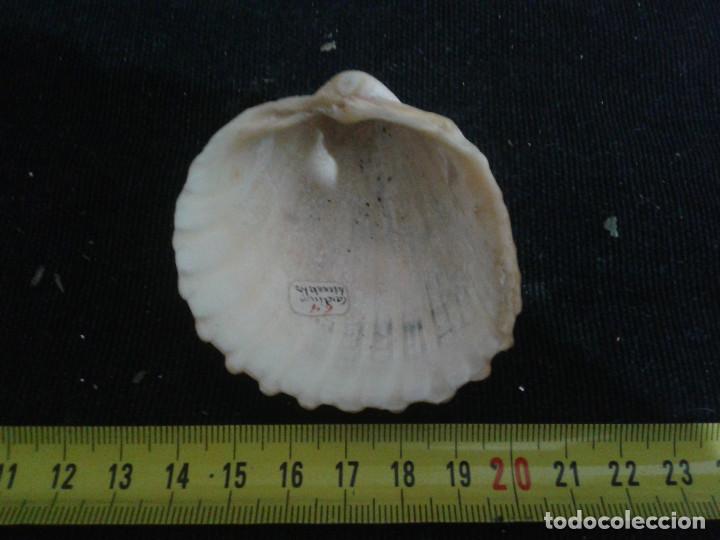 Coleccionismo de moluscos: concha marina 7x6,5x2,5cm - Foto 3
