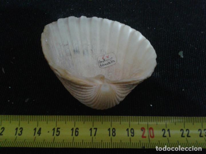 Coleccionismo de moluscos: concha marina 7x6,5x2,5cm - Foto 4