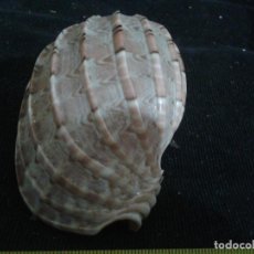 Coleccionismo de moluscos: CARACOLA MARINA10X6X5CM