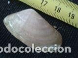 Coleccionismo de moluscos: concha marina de 3, 6x2cm - Foto 1