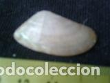 Coleccionismo de moluscos: concha marina de 3, 6x2cm - Foto 2