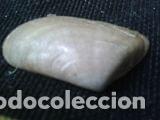 Coleccionismo de moluscos: concha marina de 3, 6x2cm - Foto 3