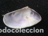 Coleccionismo de moluscos: concha marina de 3, 6x2cm - Foto 4