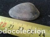 Coleccionismo de moluscos: concha marina de 4x3cm - Foto 1