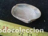 Coleccionismo de moluscos: concha marina de 4x3cm - Foto 2
