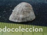 Coleccionismo de moluscos: concha marina 1, 7x2x2, 2 cm - Foto 1