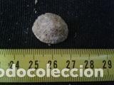 Coleccionismo de moluscos: concha marina 1, 7x2x2, 2 cm - Foto 2