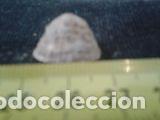 Coleccionismo de moluscos: concha marina 1, 7x2x2, 2 cm - Foto 3
