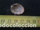 Coleccionismo de moluscos: concha marina 1, 7x2x2, 2 cm - Foto 4
