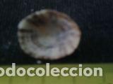 Coleccionismo de moluscos: concha marina 1, 7x2x2, 2 cm - Foto 5