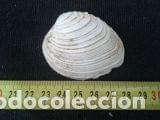 Coleccionismo de moluscos: concha marina 4, 5x5, 5cm - Foto 1