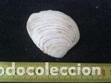 Coleccionismo de moluscos: concha marina 4, 5x5, 5cm - Foto 2