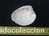 Coleccionismo de moluscos: concha marina 4, 5x5, 5cm - Foto 3