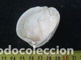 Coleccionismo de moluscos: concha marina 4, 5x5, 5cm - Foto 4