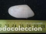 Coleccionismo de moluscos: concha marina de 4x2, 2cm - Foto 1