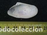 Coleccionismo de moluscos: concha marina de 4x2, 2cm - Foto 2