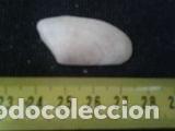 Coleccionismo de moluscos: concha marina de 4x2, 2cm - Foto 4
