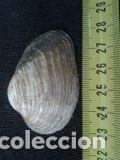 Coleccionismo de moluscos: concha marina de 6x4x1, 5cm - Foto 1