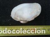Coleccionismo de moluscos: concha marina de 6x4x1, 5cm - Foto 4
