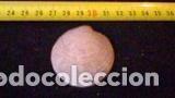 Coleccionismo de moluscos: CONCHA MARINA 4, 4X4, 5 CM - Foto 1