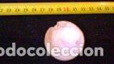 Coleccionismo de moluscos: CONCHA MARINA 4, 4X4, 5 CM - Foto 2