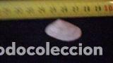 Coleccionismo de moluscos: CONCHA MARINA 3X1, 7 CM - Foto 1