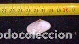 Coleccionismo de moluscos: CONCHA MARINA 3X1, 7 CM - Foto 2