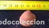 Coleccionismo de moluscos: CONCHA MARINA 2, 8X2, 5 - Foto 1