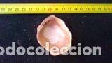Coleccionismo de moluscos: CONCHA MARINA 5X4, 30 - Foto 2