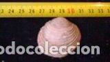 Coleccionismo de moluscos: concha marina 4, 5x3, 8 cm - Foto 1