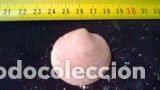 Coleccionismo de moluscos: Concha marina 4x4x0, 7 cm - Foto 1