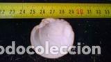 Coleccionismo de moluscos: Concha marina 4x4x0, 7 cm - Foto 2