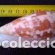 Coleccionismo de moluscos: CARACOLA MARINA 8X3, 8X3, 2 CM