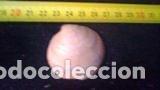 Coleccionismo de moluscos: CONCHA DE 4, 2X4, 1X2 CM - Foto 1