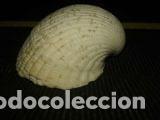 Coleccionismo de moluscos: CONCHA MARINA DE 4, 5X4CM - Foto 1