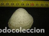 Coleccionismo de moluscos: CONCHA MARINA DE 4, 5X4CM - Foto 2
