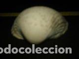 Coleccionismo de moluscos: CONCHA MARINA DE 4, 5X4CM - Foto 3