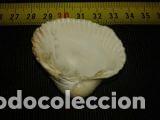 Coleccionismo de moluscos: CONCHA MARINA DE 4, 5X4CM - Foto 4