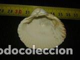 Coleccionismo de moluscos: CONCHA MARINA DE 4, 5X4CM - Foto 5