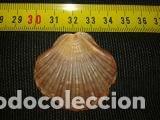 Coleccionismo de moluscos: CONCHA MARINA DE 4, 1X4CMC - Foto 1