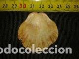 Coleccionismo de moluscos: CONCHA MARINA DE 4, 1X4CMC - Foto 2