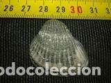 Coleccionismo de moluscos: CONCHA MARINA 3, 5X3X1, 5 - Foto 2