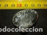 Coleccionismo de moluscos: CONCHA MARINA 3, 5X3X1, 5 - Foto 3