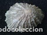 Coleccionismo de moluscos: concha marina 4x3, 5x1, 2 - Foto 1