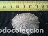 Coleccionismo de moluscos: concha marina 4x3, 5x1, 2 - Foto 2