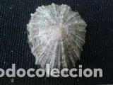 Coleccionismo de moluscos: concha marina 4x3, 5x1, 2 - Foto 3