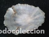 Coleccionismo de moluscos: concha marina 4x3, 5x1, 2 - Foto 4