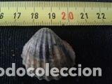 Coleccionismo de moluscos: concha marina 2, 7x2, 6 cm - Foto 1