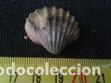 Coleccionismo de moluscos: concha marina 2, 7x2, 6 cm - Foto 2