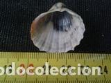 Coleccionismo de moluscos: concha marina 2, 7x2, 6 cm - Foto 3